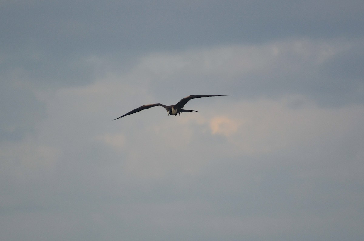 Magnificent Frigatebird - ML354914371