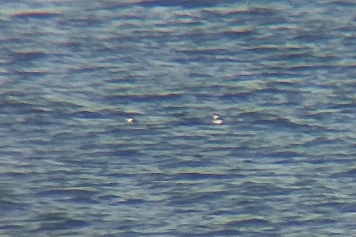 Marbled Murrelet - ML354915341