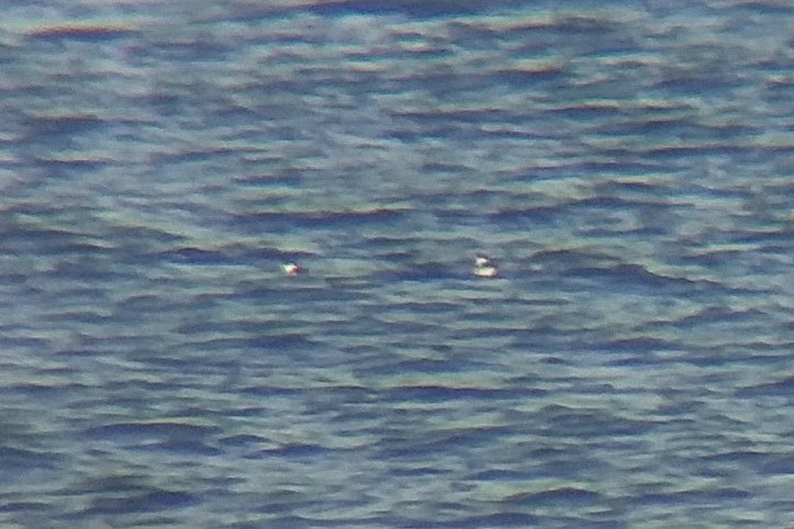 Marbled Murrelet - ML354915341