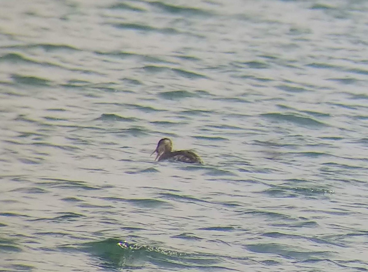 Red-necked Grebe - Jasen Liu