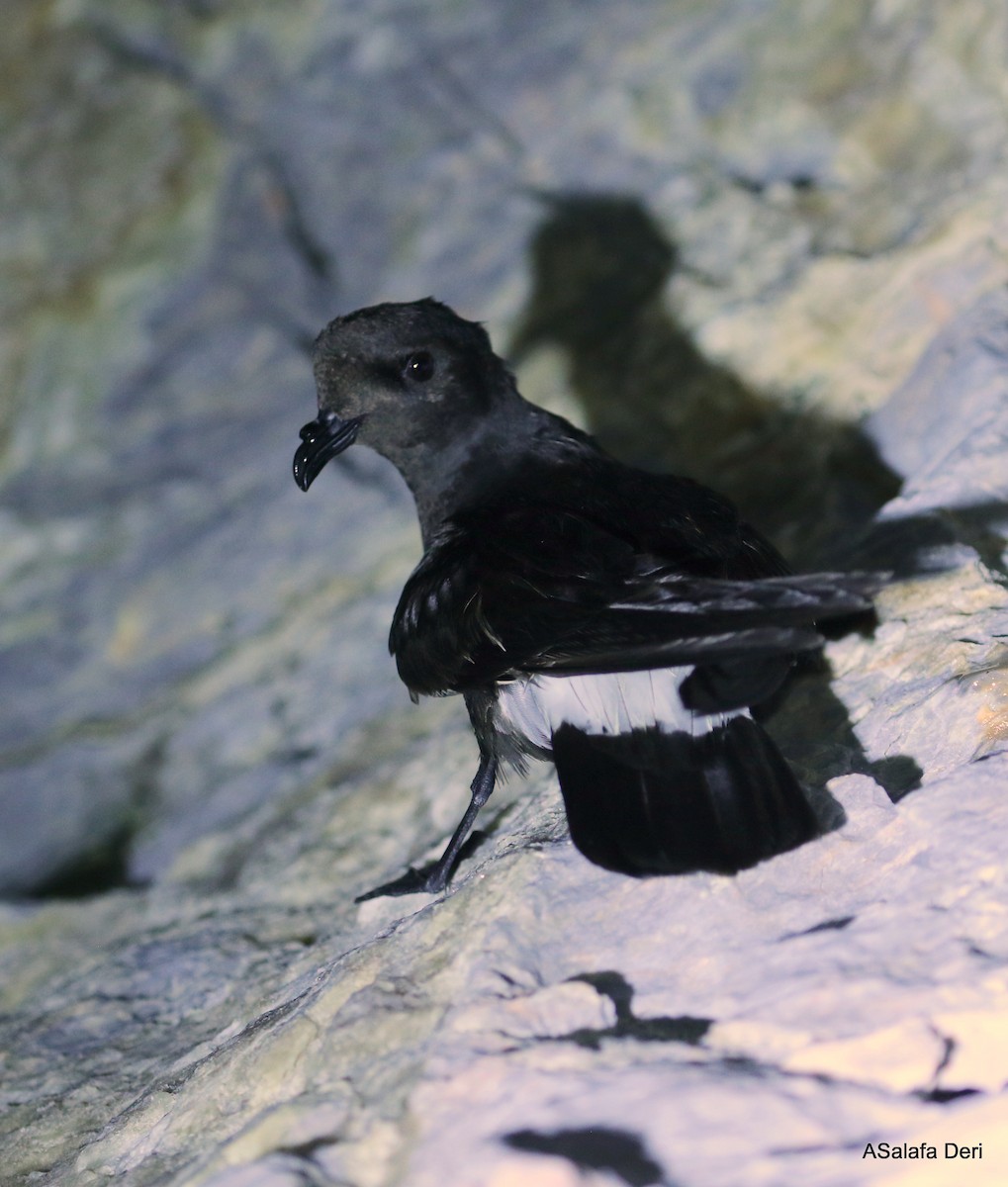 European Storm-Petrel (Mediterranean) - ML354917651