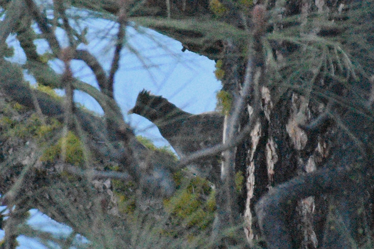 grouse sp. - ML354918251