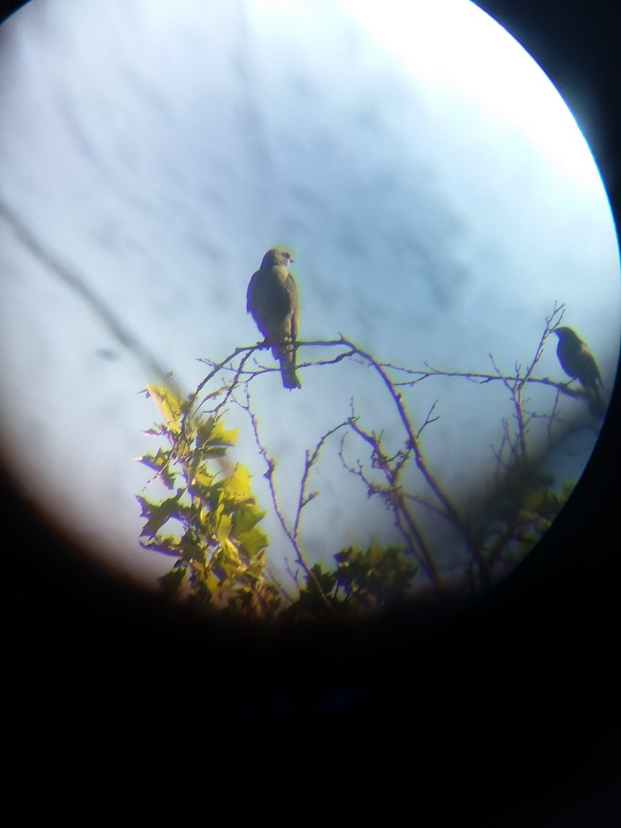 Mississippi Kite - ML354920301