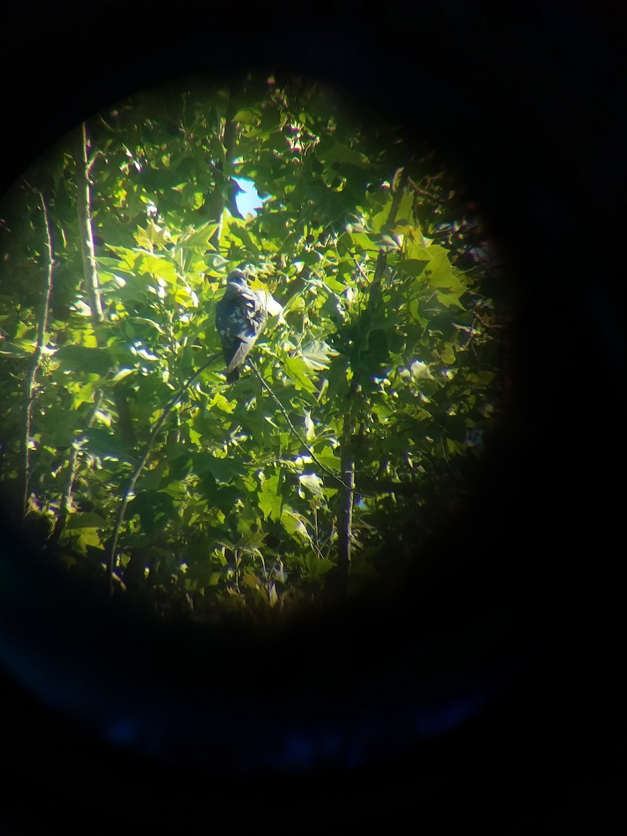 Mississippi Kite - ML354920331