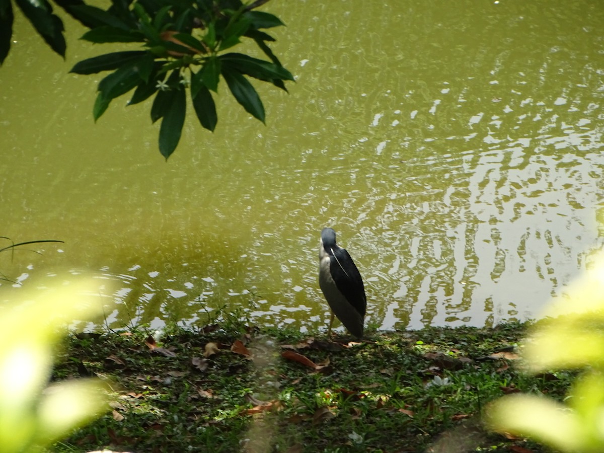 Black-crowned Night Heron - ML354921101