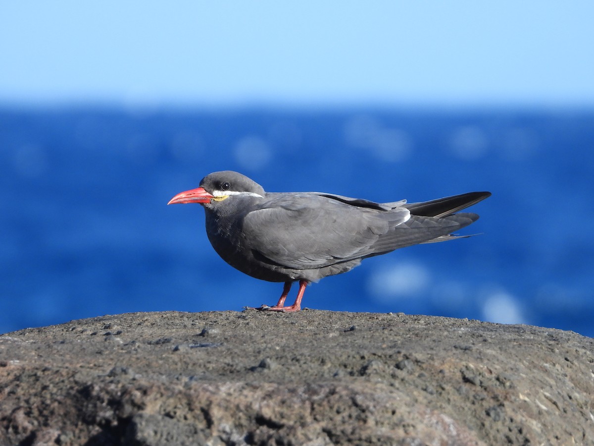 Inca Tern - Kellen Apuna