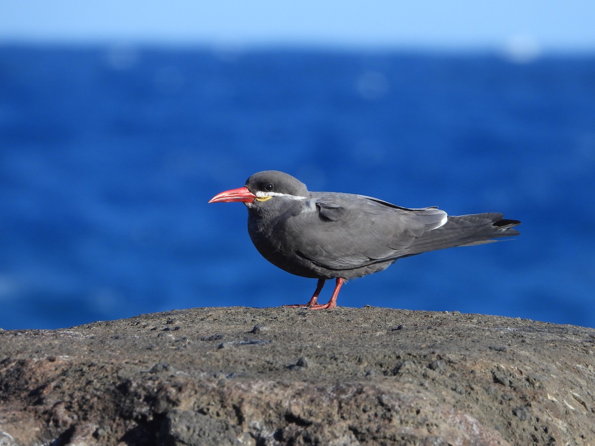 Inca Tern - Kellen Apuna