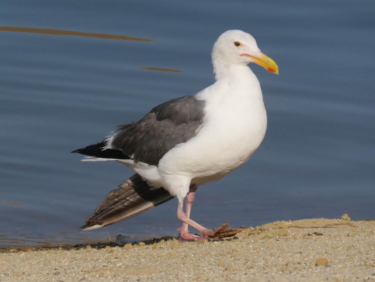 Western Gull - ML354922591