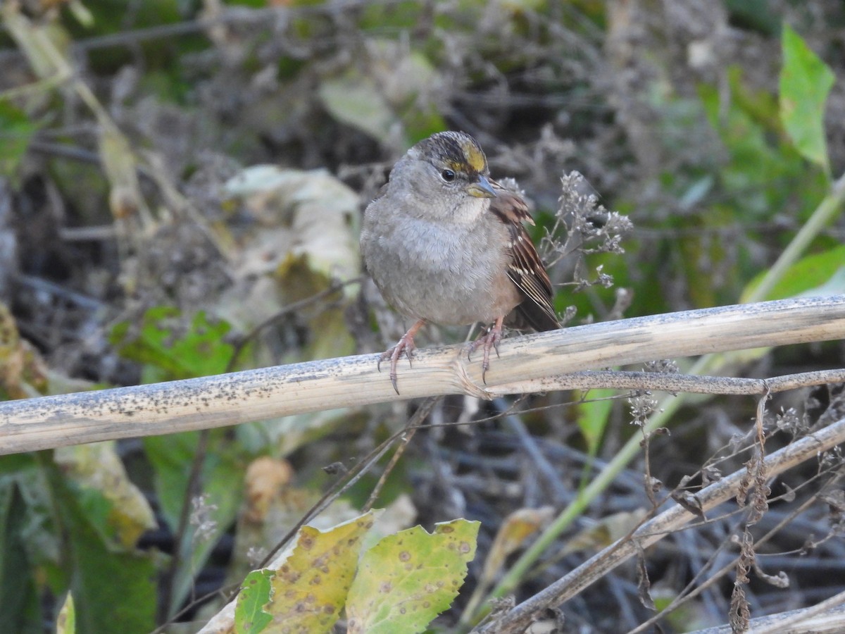 Golden-crowned Sparrow - ML354925461