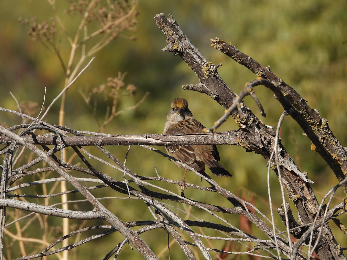 Golden-crowned Sparrow - ML354925481