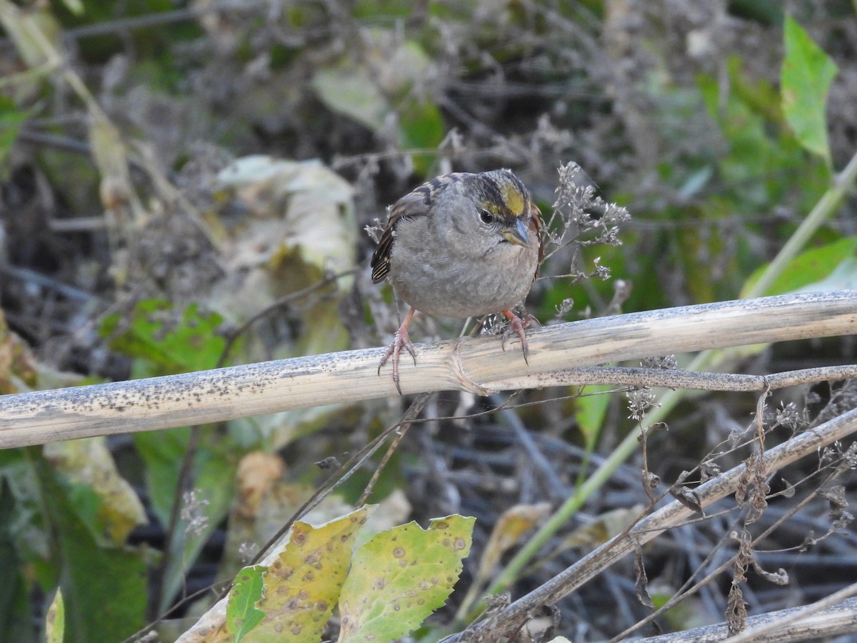 Golden-crowned Sparrow - ML354925491