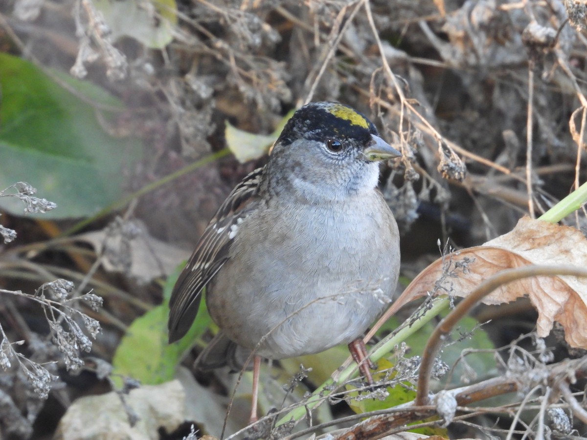 Golden-crowned Sparrow - ML354925511