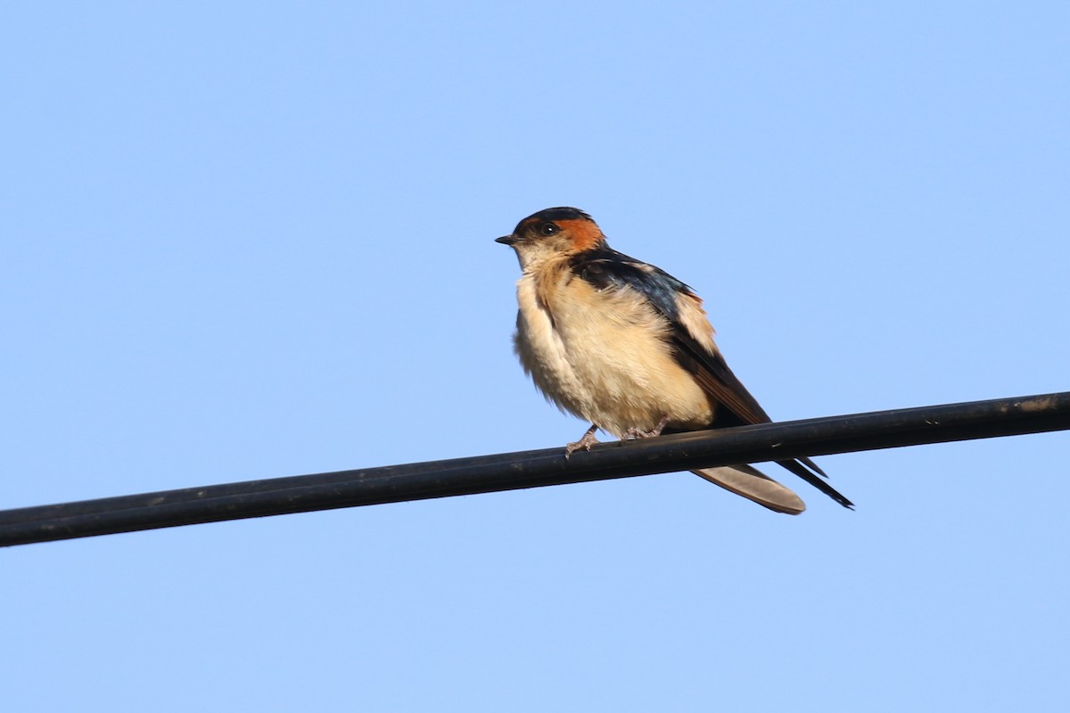 Red-rumped Swallow - Fikret Ataşalan