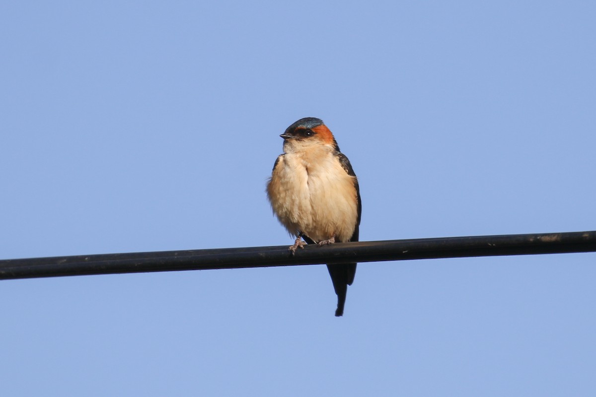 Red-rumped Swallow - Fikret Ataşalan
