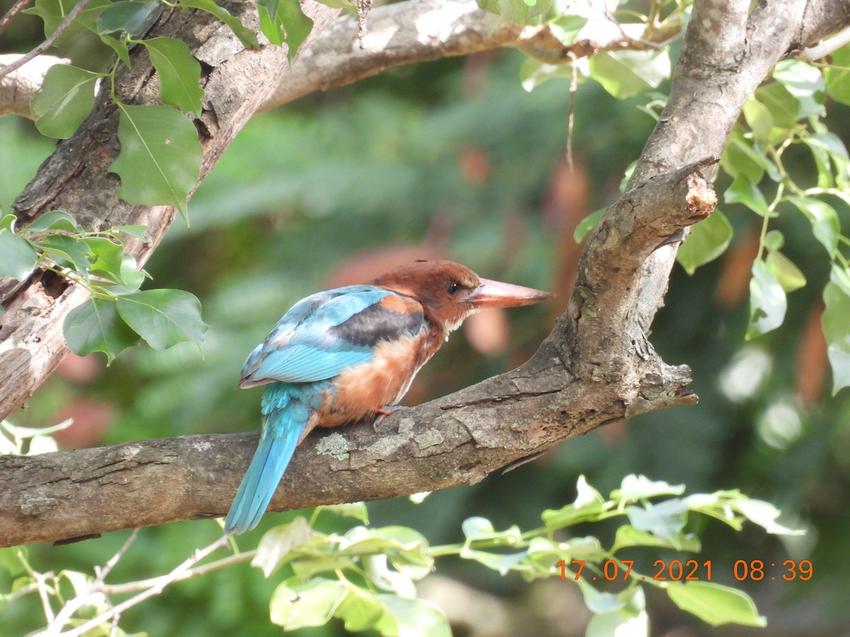 White-throated Kingfisher - ML354926391