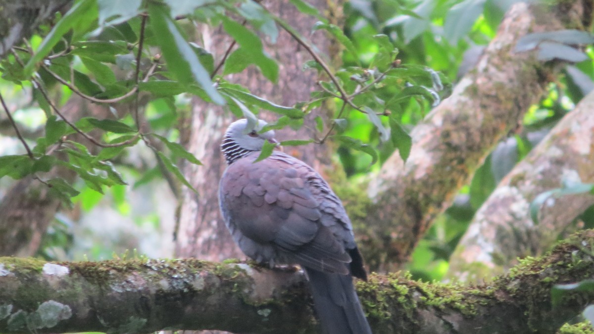 Nilgiri Wood-Pigeon - ML354926601