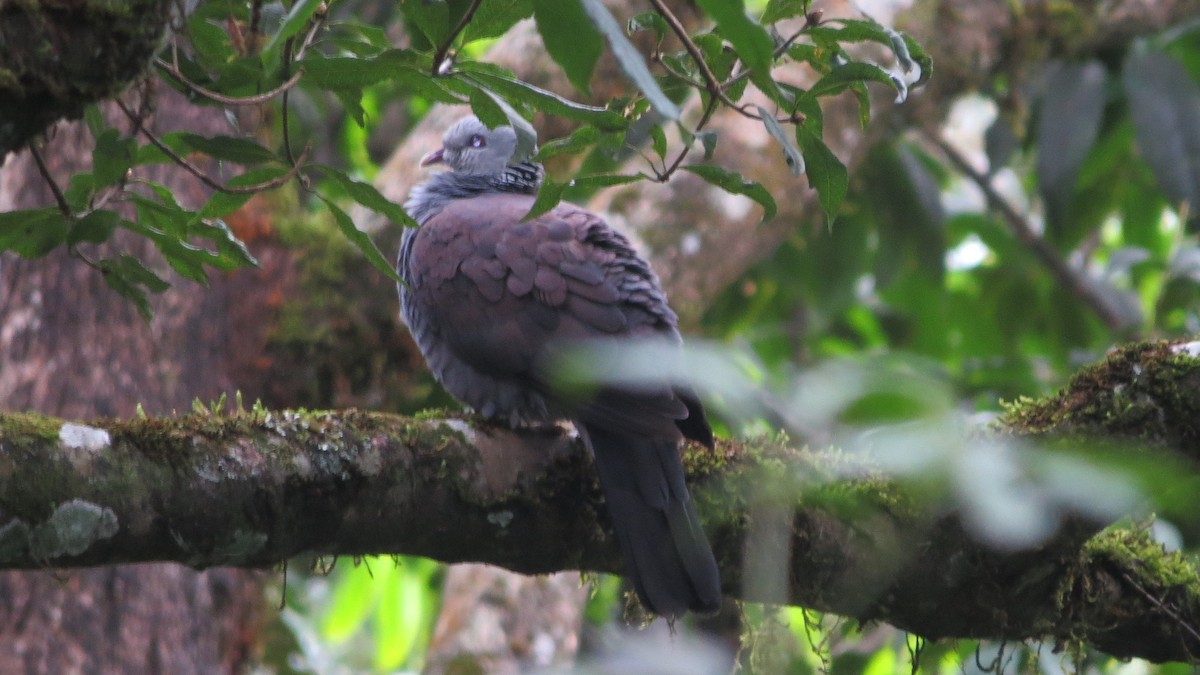 Nilgiri Wood-Pigeon - ML354926611