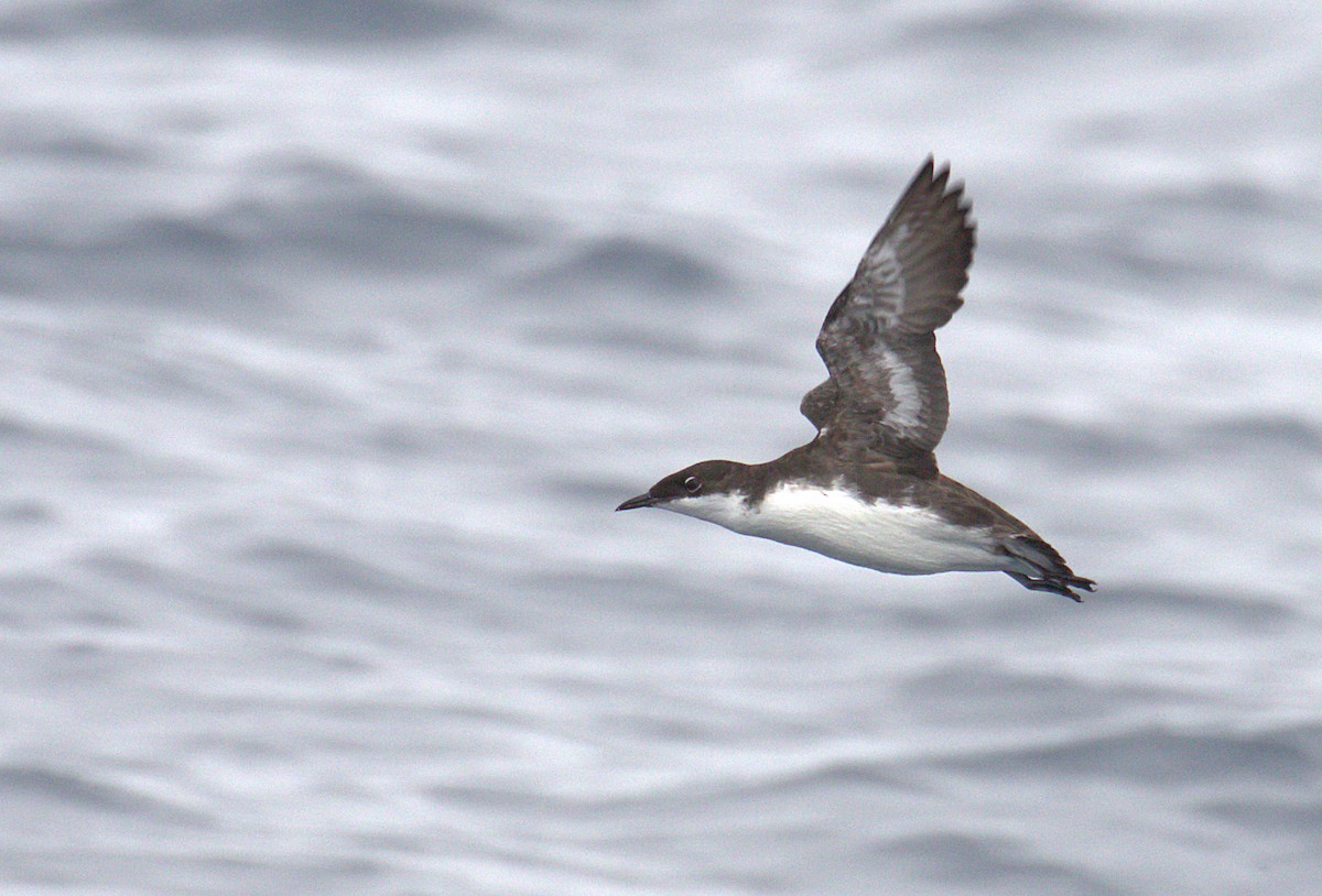 Craveri's Murrelet - Curtis Marantz