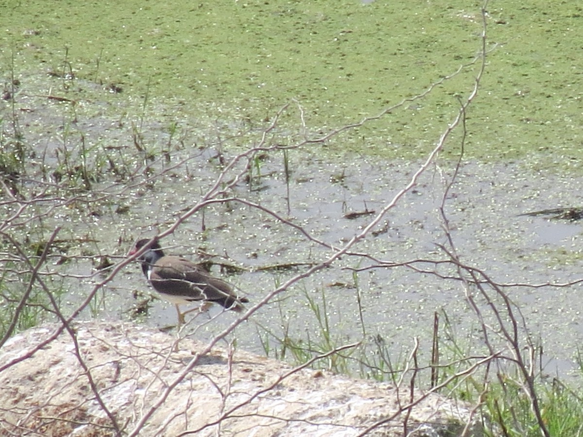 Red-wattled Lapwing - ML354932271