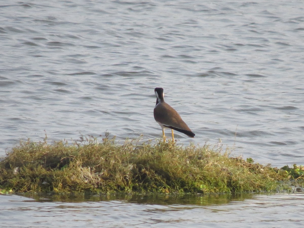 Red-wattled Lapwing - ML354932301