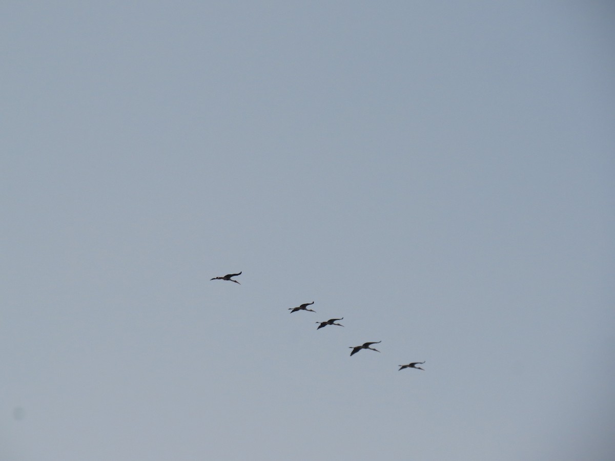 Asian Openbill - Edward Raju