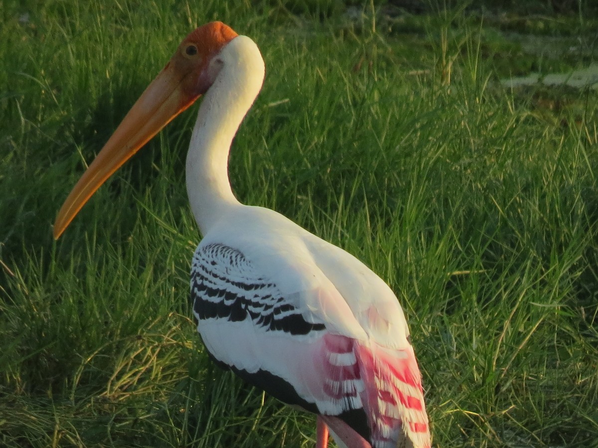 Painted Stork - Edward Raju
