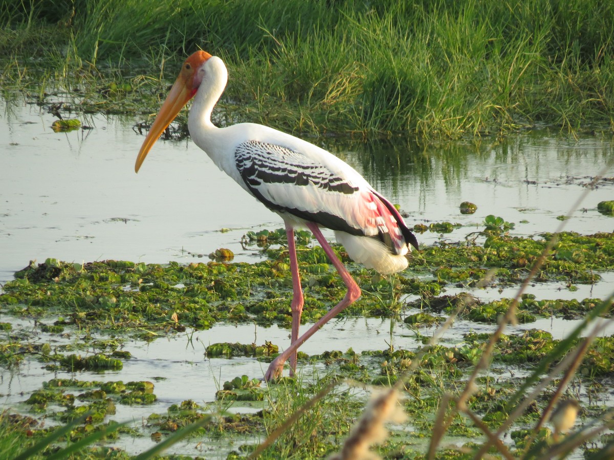 Painted Stork - Edward Raju