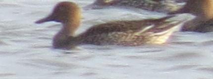 Northern Shoveler - ML354933241