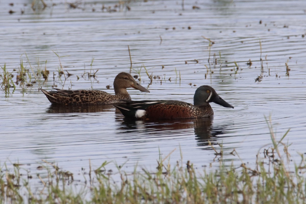 Australasian Shoveler - ML354934591