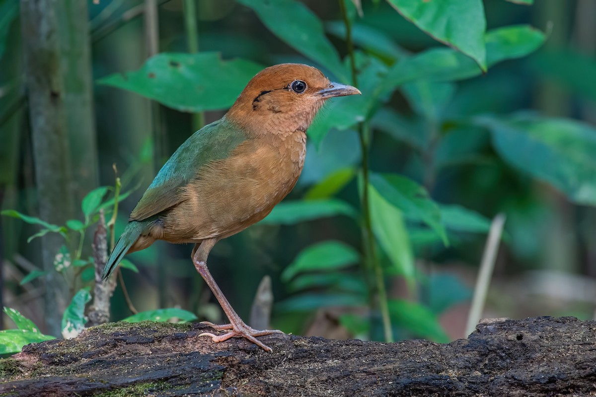 Rusty-naped Pitta - Ngoc Sam Thuong Dang