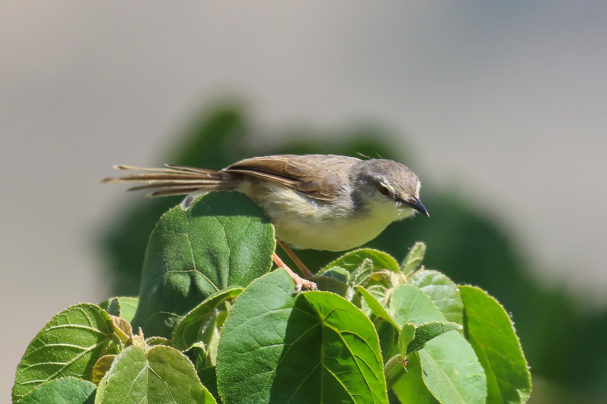 Pale Prinia - ML354935511