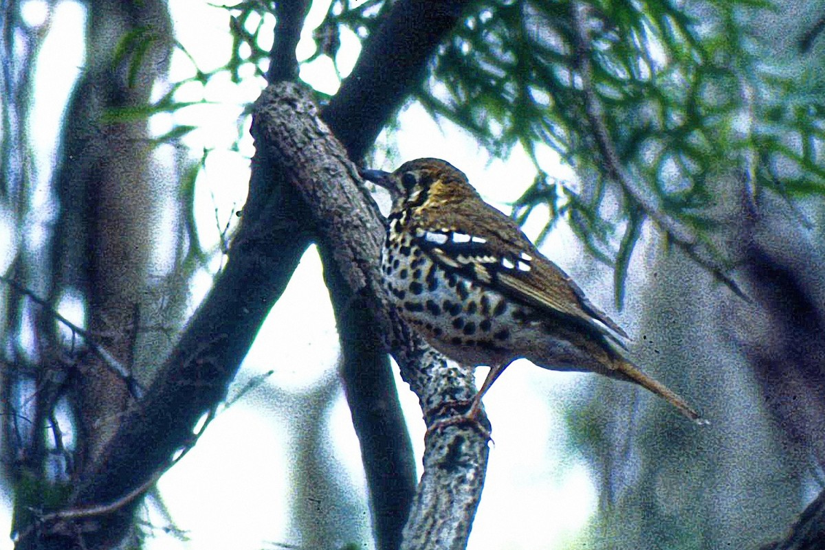 Spotted Ground-Thrush (Spotted) - ML354936041
