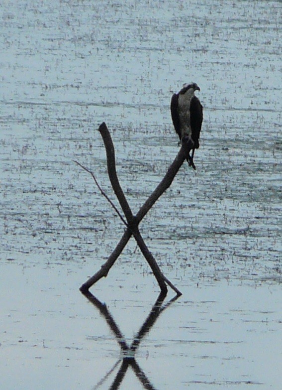 Osprey (American) - ML354936101