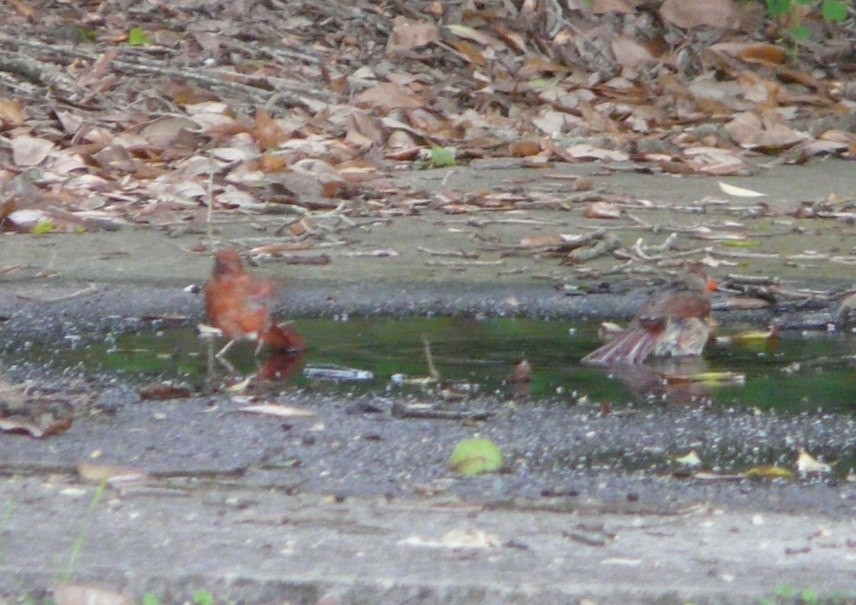 Northern Cardinal - ML354936111