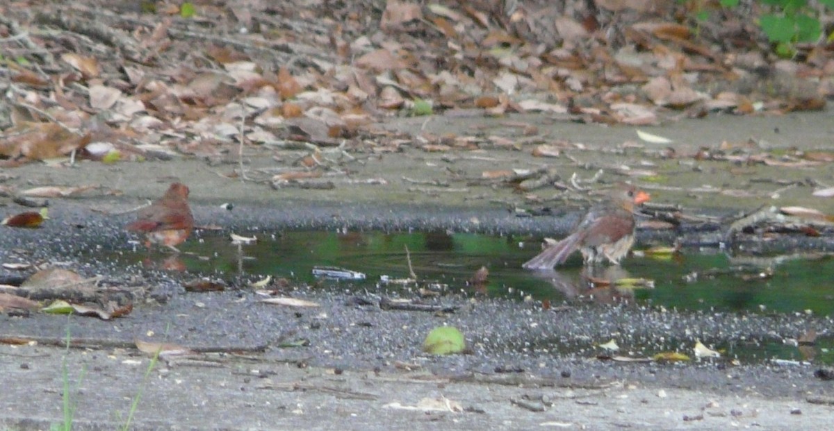 Northern Cardinal - ML354936141