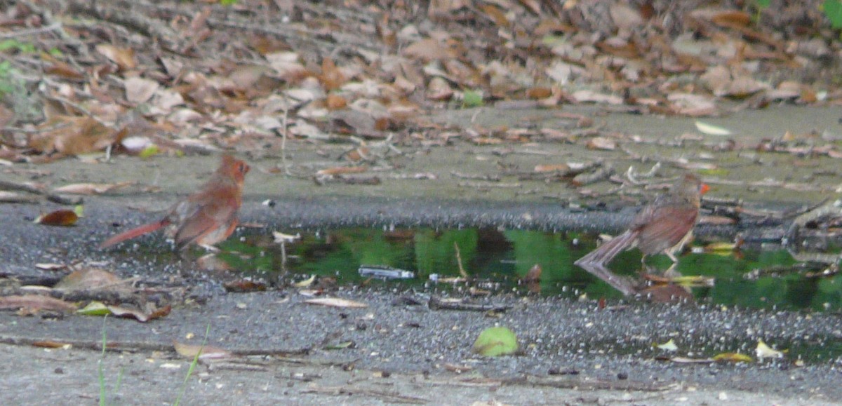 Northern Cardinal - ML354936171