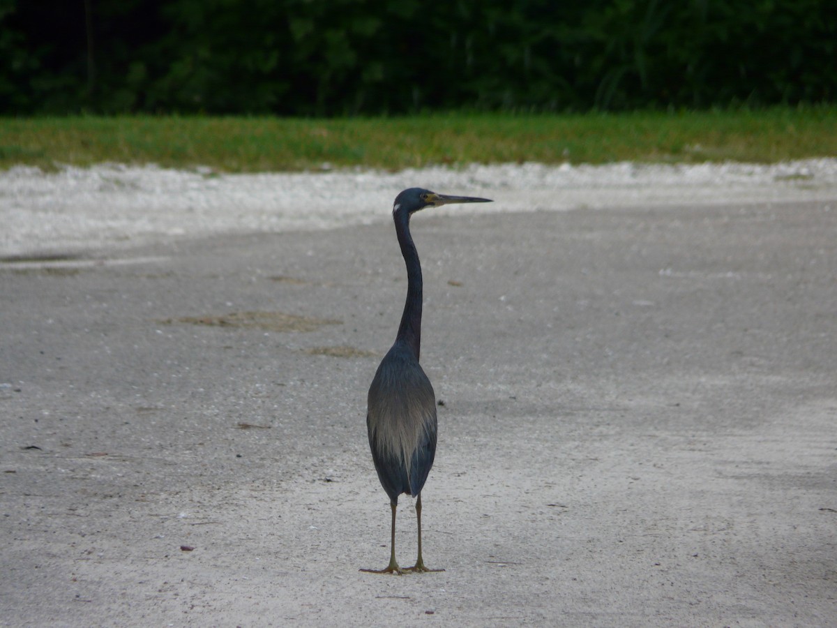Tricolored Heron - ML354936231