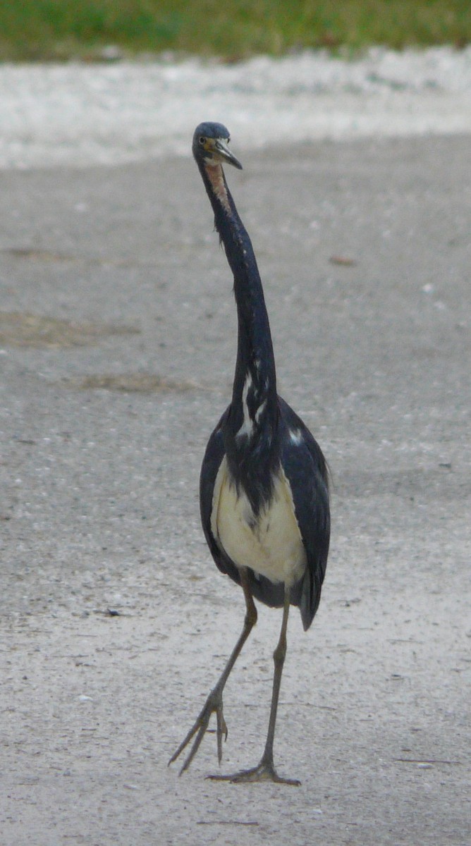 Tricolored Heron - ML354936291