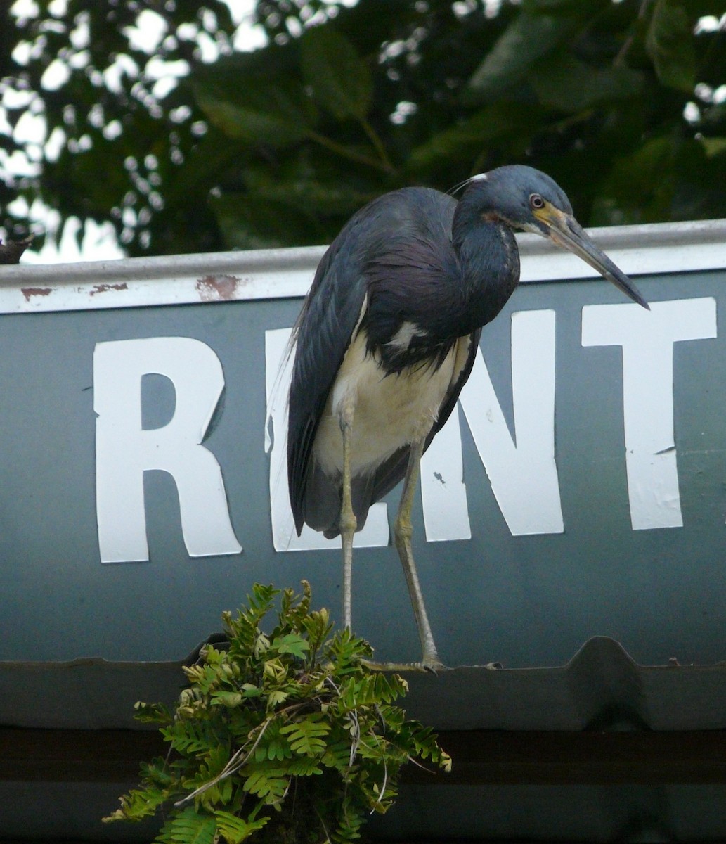 Tricolored Heron - ML354936311