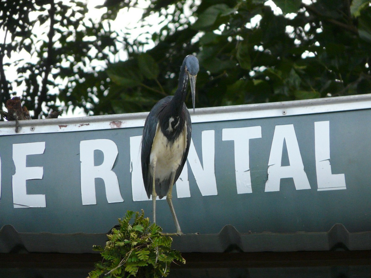 Tricolored Heron - ML354936401