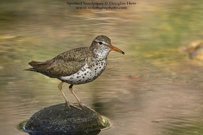Spotted Sandpiper - Douglas Herr