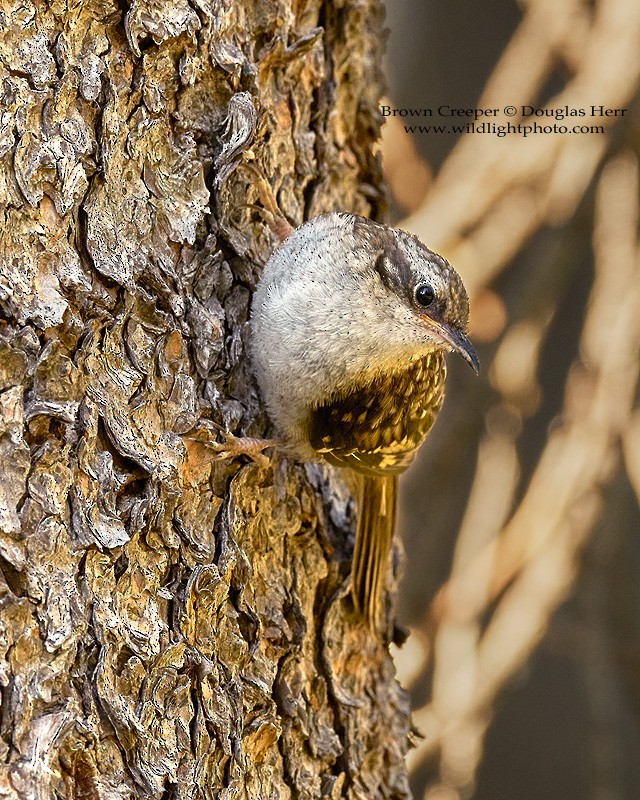 Brown Creeper - ML354937091