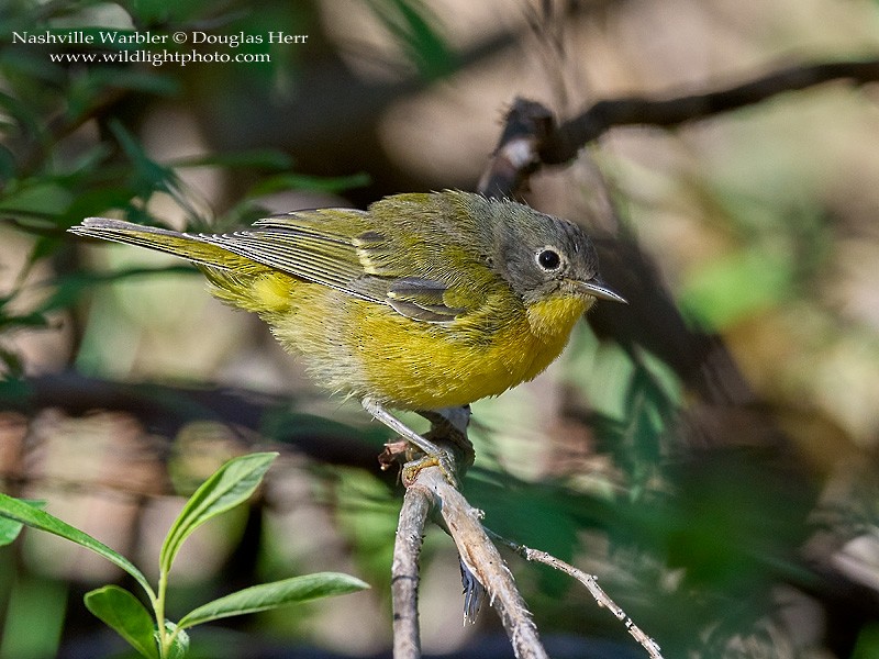 Nashville Warbler - ML354937131