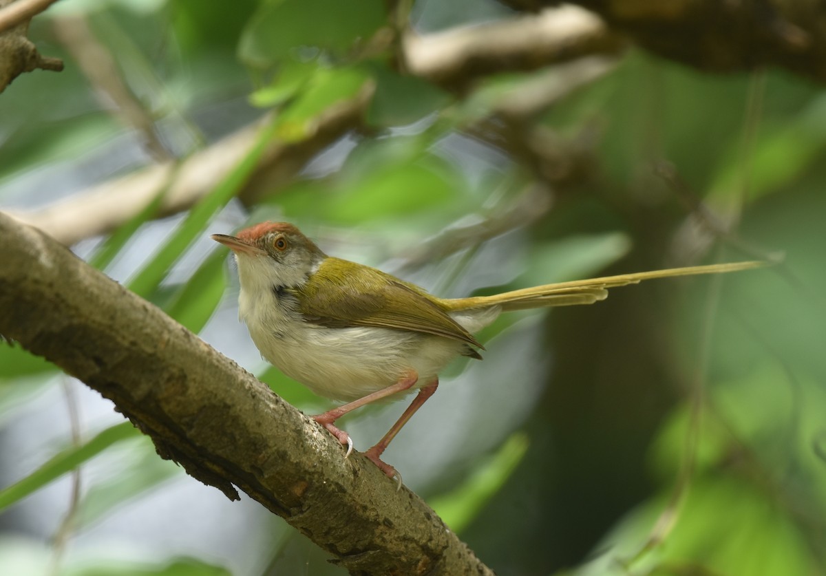 Common Tailorbird - ML354938501