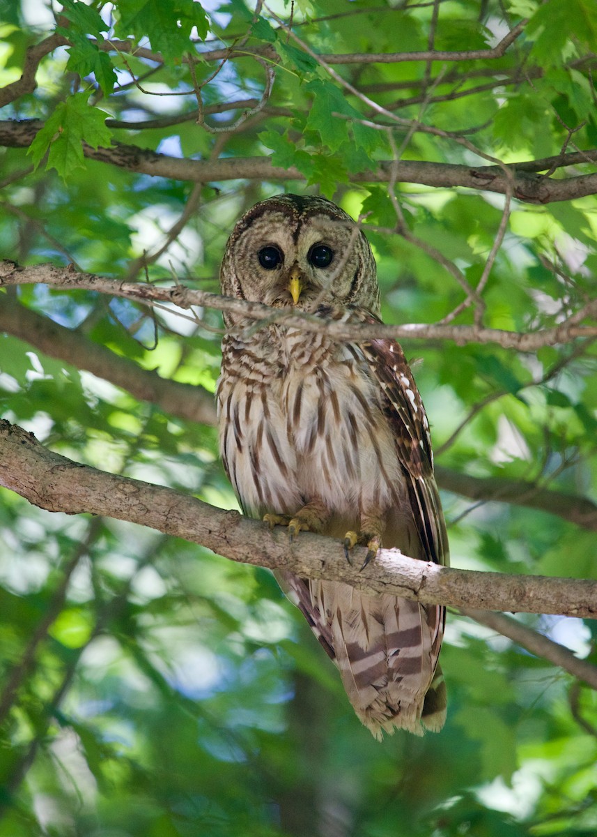 Barred Owl - ML354940201