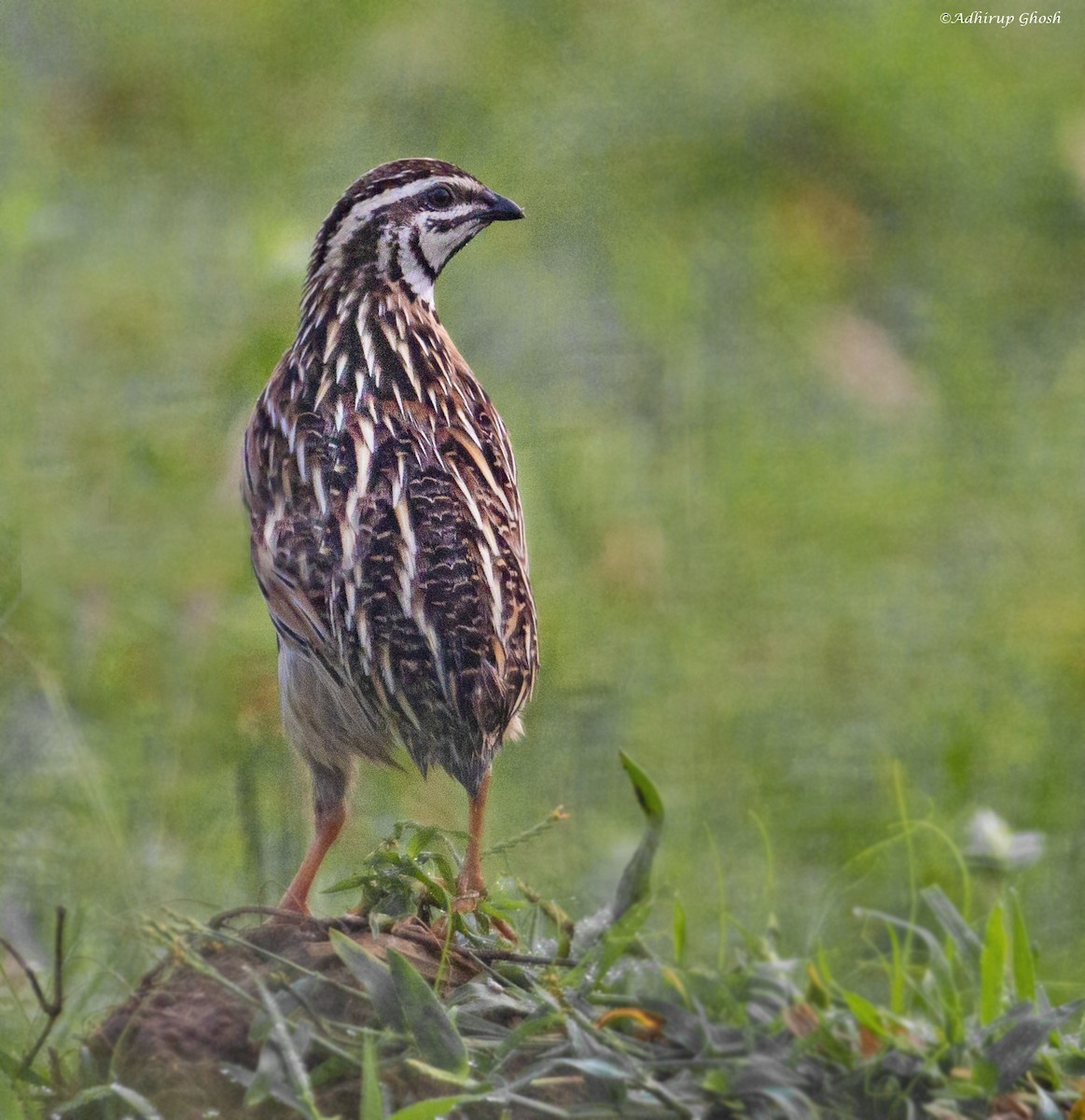 Rain Quail - ML354940261