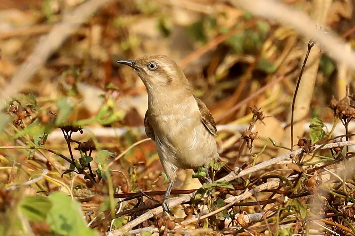 Horsfield's Bronze-Cuckoo - Peter Kyne