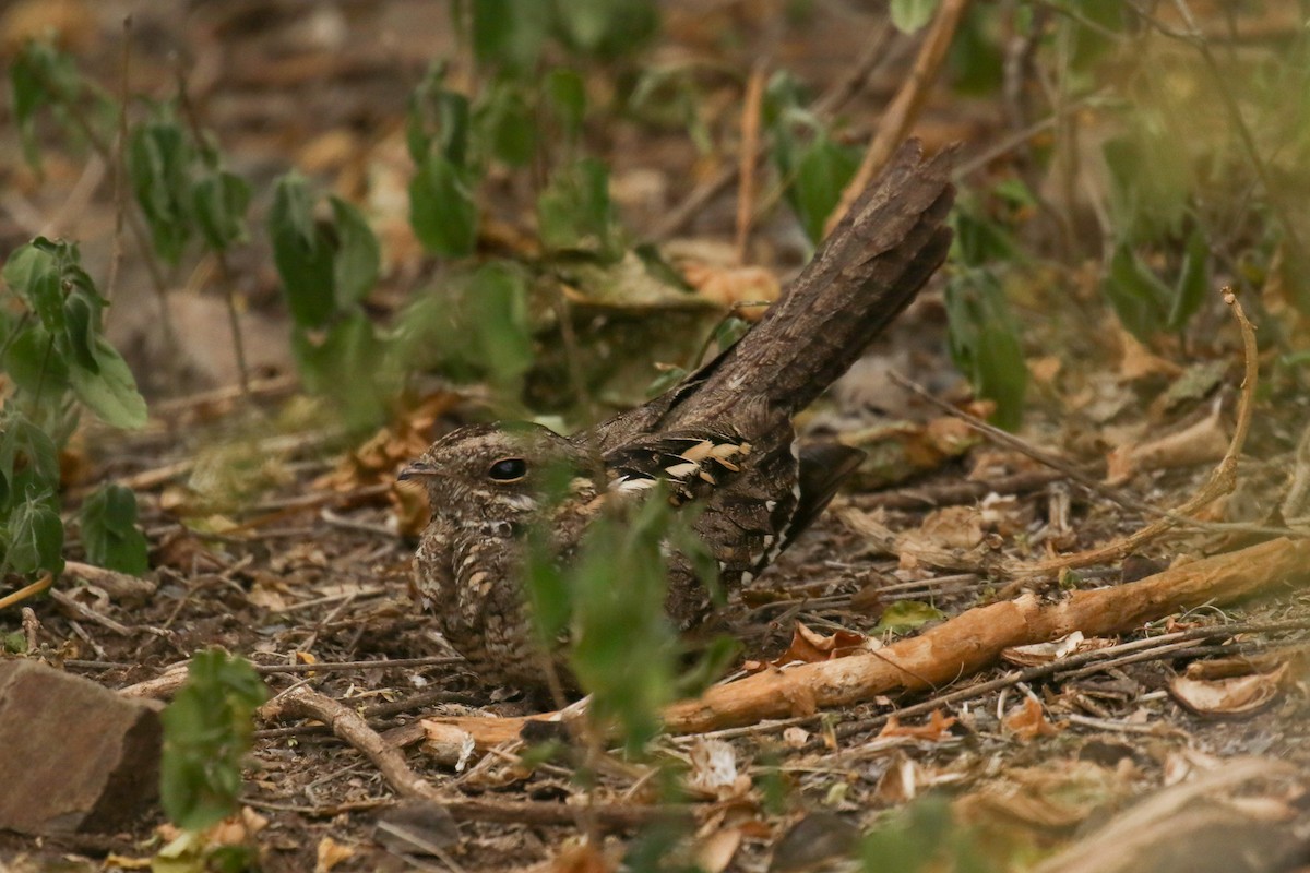 Slender-tailed Nightjar - ML354941481