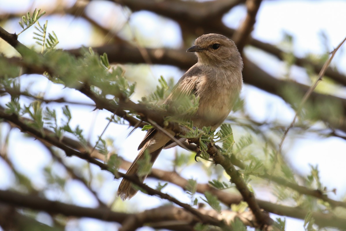 African Gray Flycatcher - Fikret Ataşalan