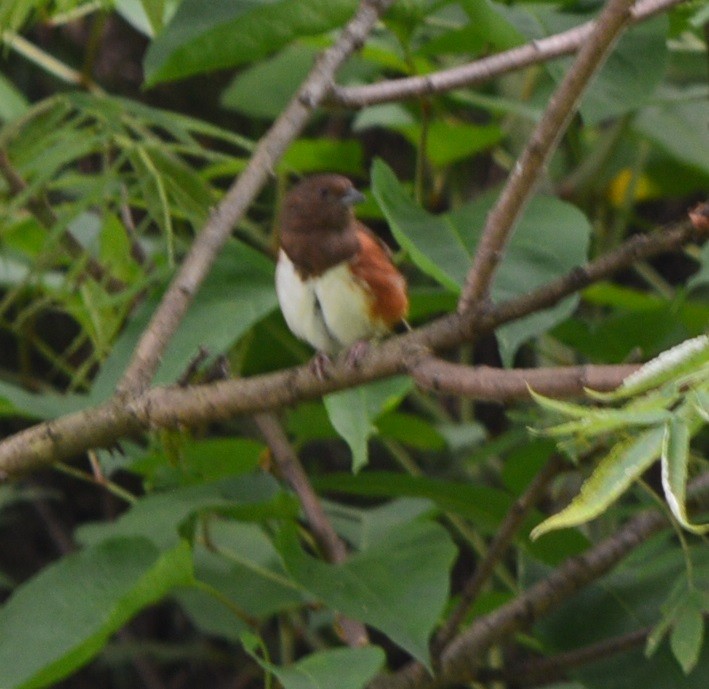 Eastern Towhee - ML354944481